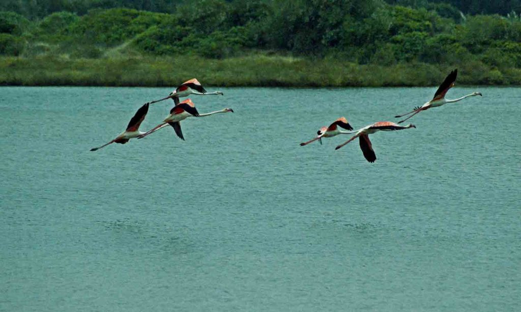 Birdwatching na Lagoa de Óbidos - Peniche Guia Turístico