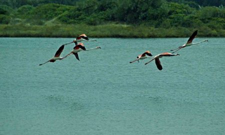 Experiência de Birdwatching na Lagoa de Óbidos  //GoPeniche o teu Guia Turístico Local