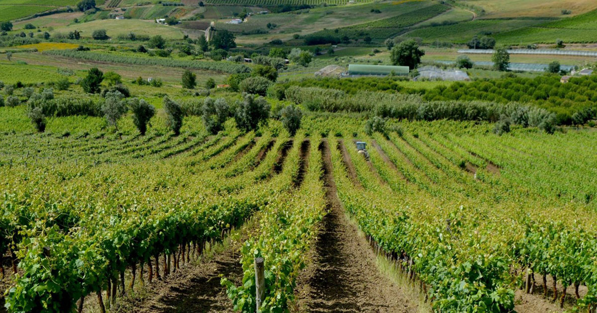 Vinhas na atividade de team building de vinho