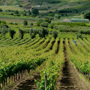 Team Building Wine Tasting, GoPeniche Peniche Tourism Guide